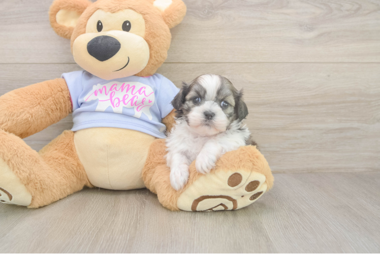 Friendly Teddy Bear Baby