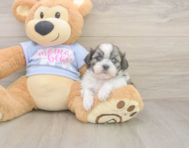 6 week old Teddy Bear Puppy For Sale - Premier Pups