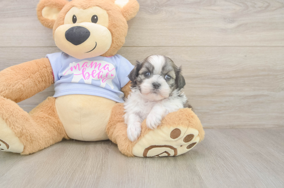 5 week old Teddy Bear Puppy For Sale - Premier Pups