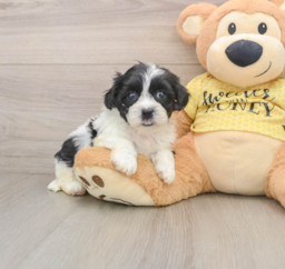 8 week old Teddy Bear Puppy For Sale - Premier Pups