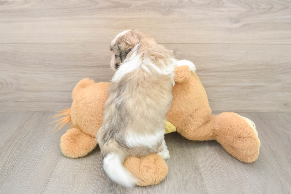 Happy Teddy Bear Baby