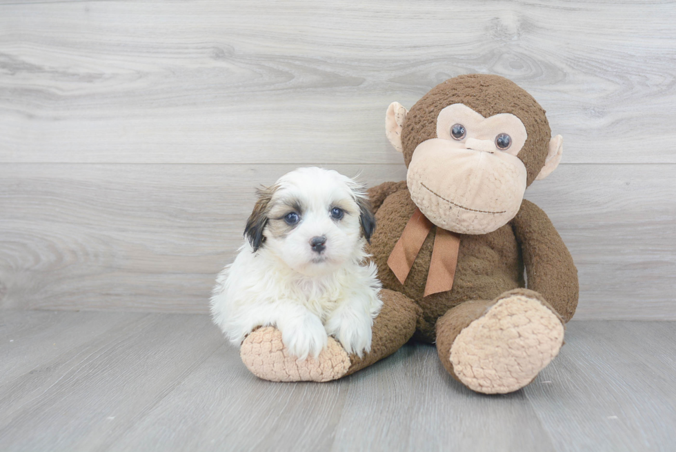 Fluffy Teddy Bear Designer Pup