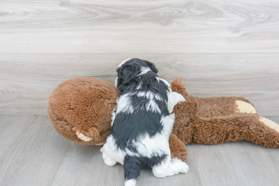 Energetic Shichon Designer Puppy