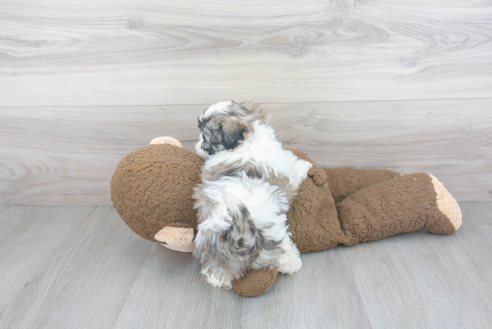 Teddy Bear Pup Being Cute