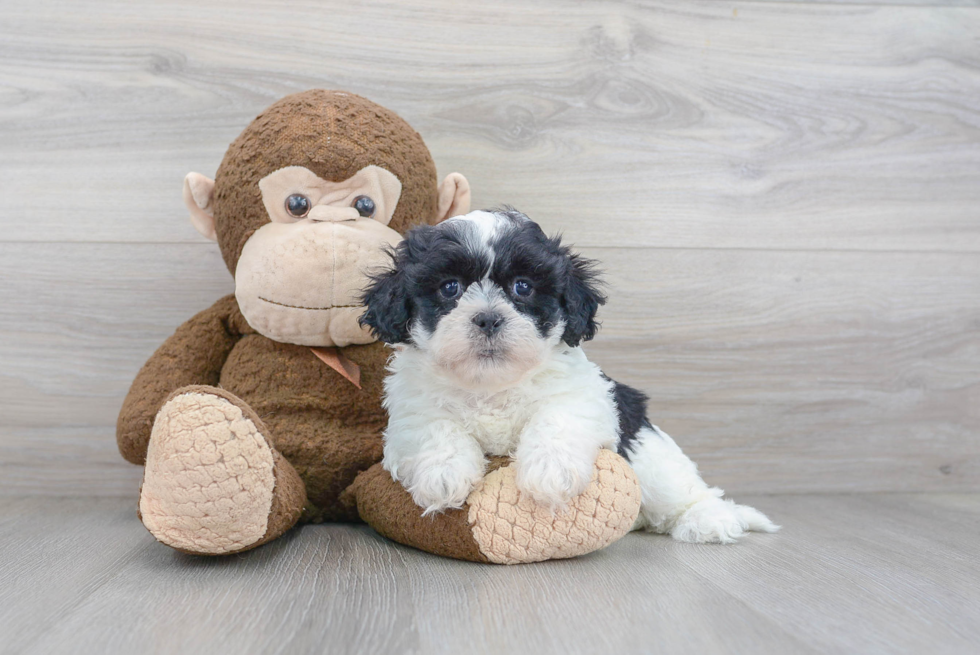 Petite Teddy Bear Designer Pup