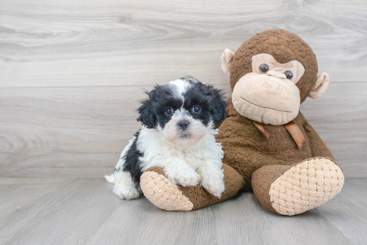 Popular Teddy Bear Designer Pup