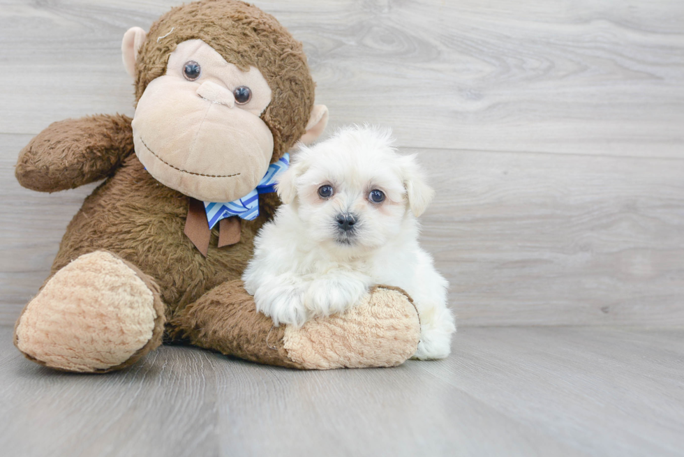 Teddy Bear Pup Being Cute