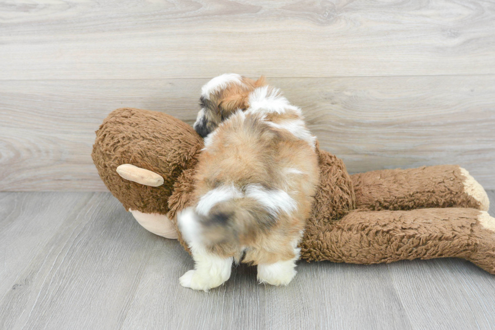 Popular Teddy Bear Designer Pup