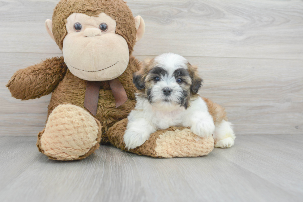 Teddy Bear Pup Being Cute