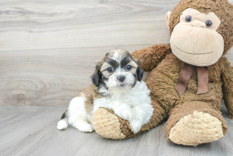 Teddy Bear Pup Being Cute