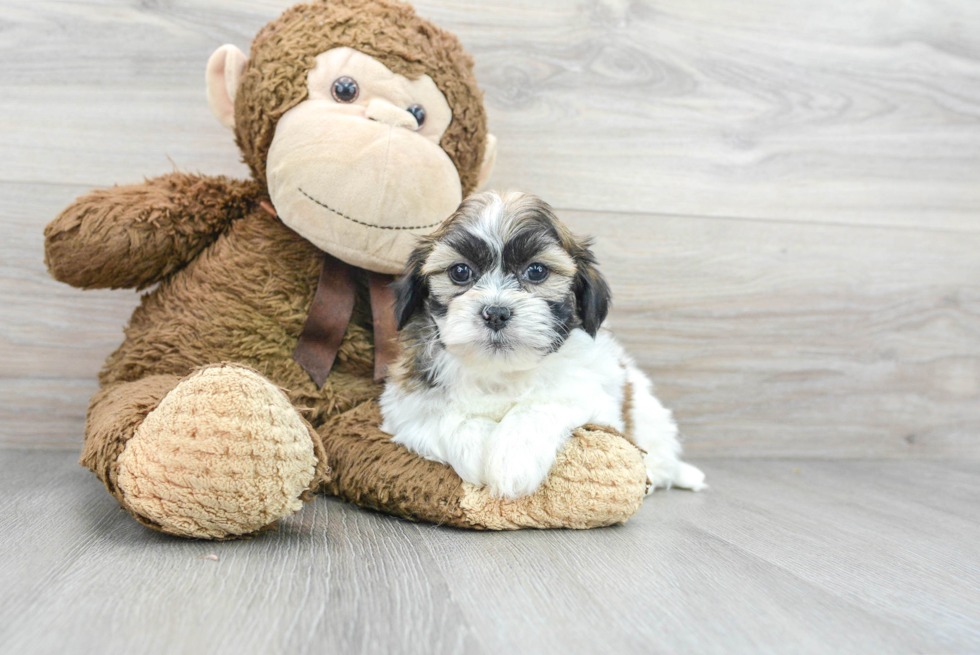 Teddy Bear Pup Being Cute