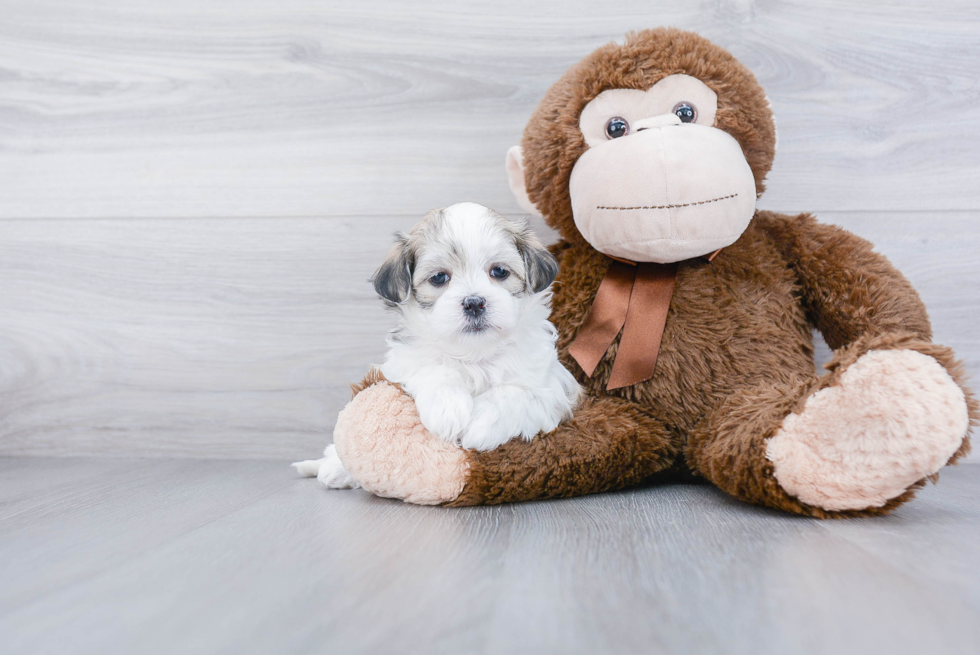 Teddy Bear Pup Being Cute