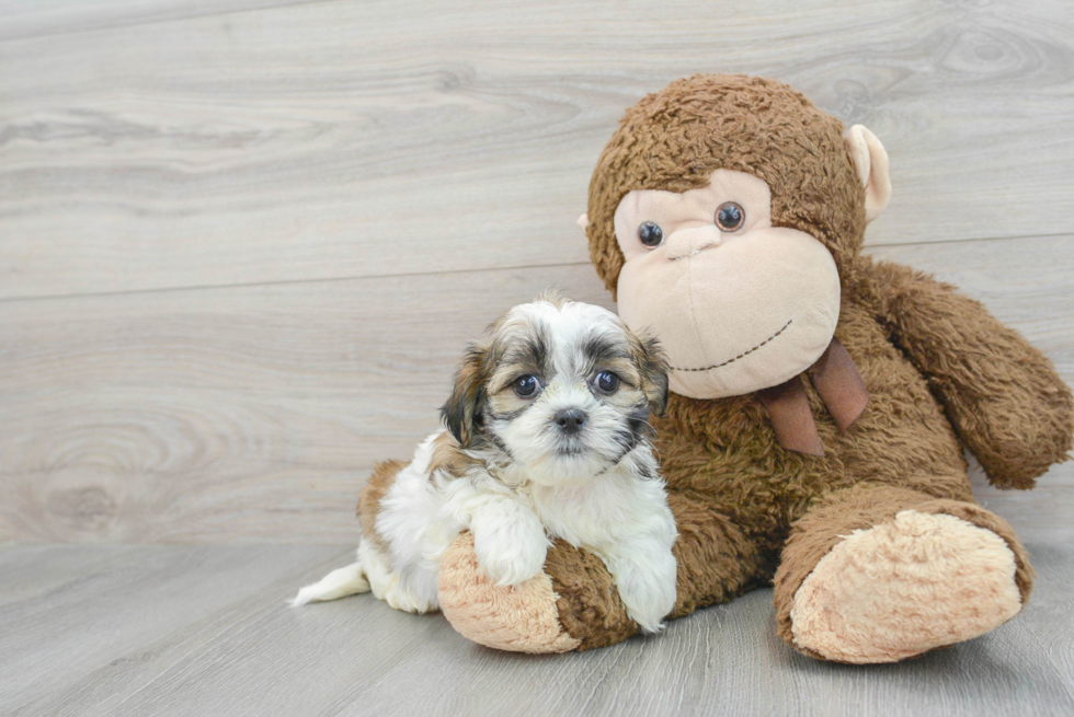 Friendly Teddy Bear Baby