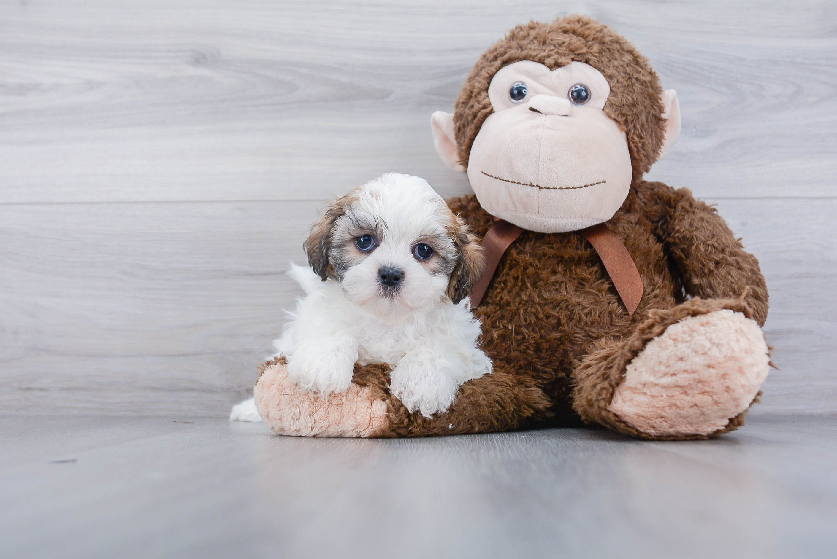 Teddy Bear Pup Being Cute