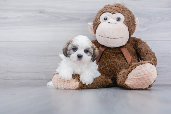 Teddy Bear Pup Being Cute