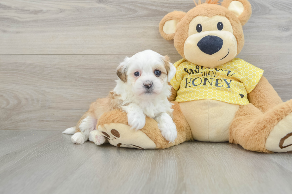 5 week old Teddy Bear Puppy For Sale - Premier Pups