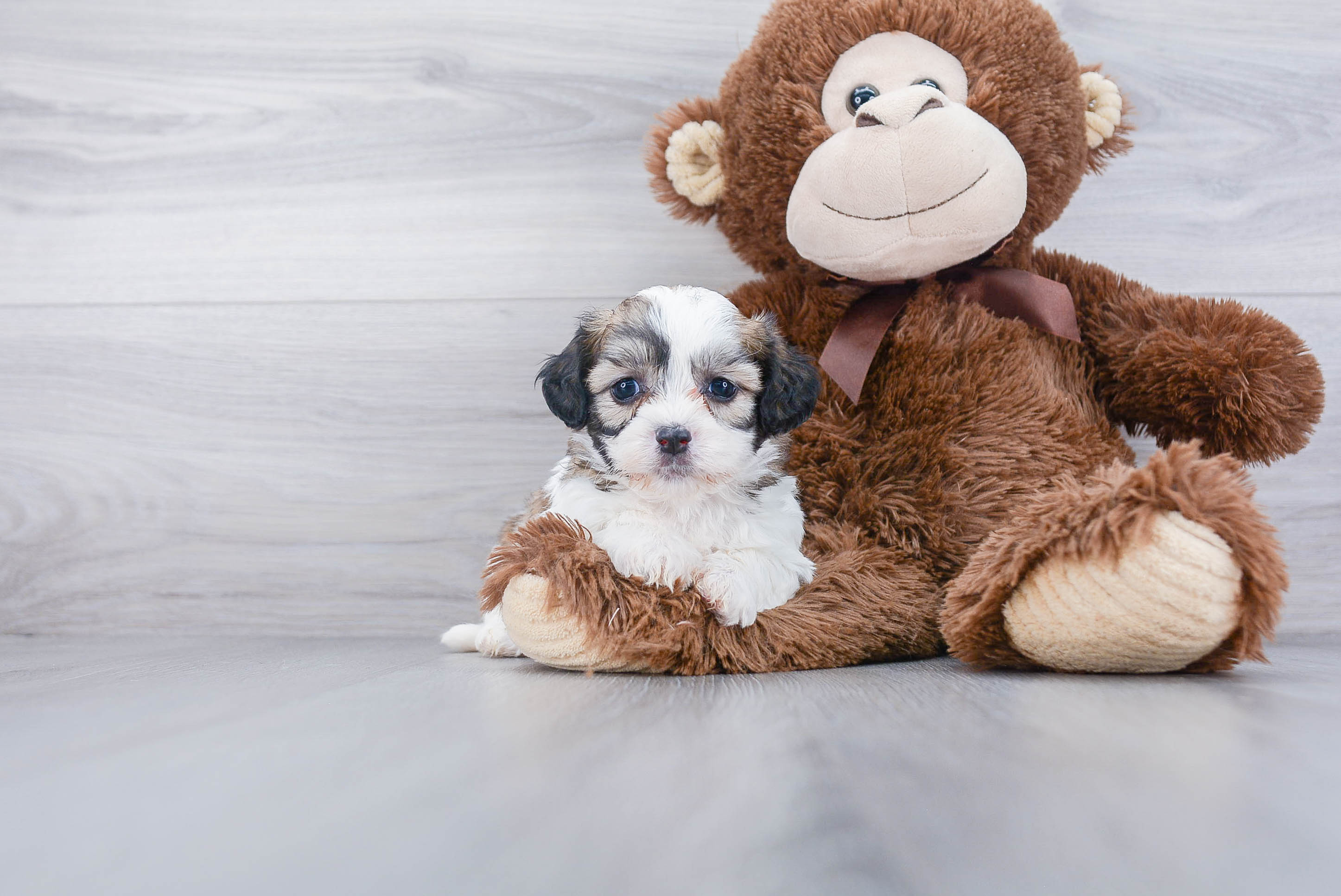 Friendly Teddy Bear Baby