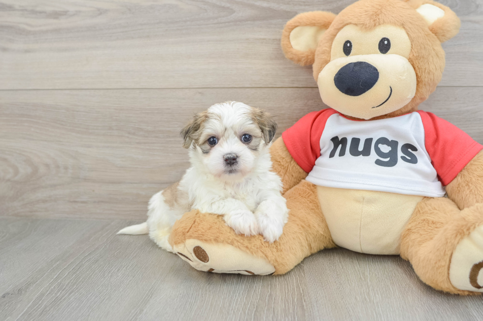 Happy Teddy Bear Baby