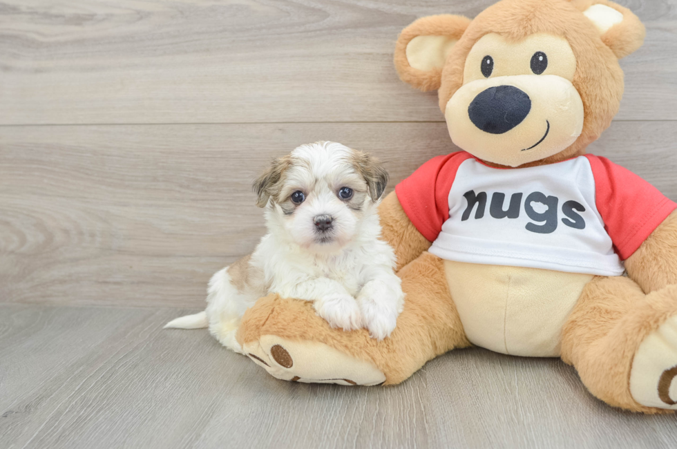 5 week old Teddy Bear Puppy For Sale - Premier Pups
