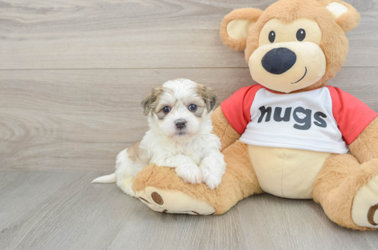 Happy Teddy Bear Baby