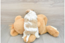 Popular Teddy Bear Designer Pup