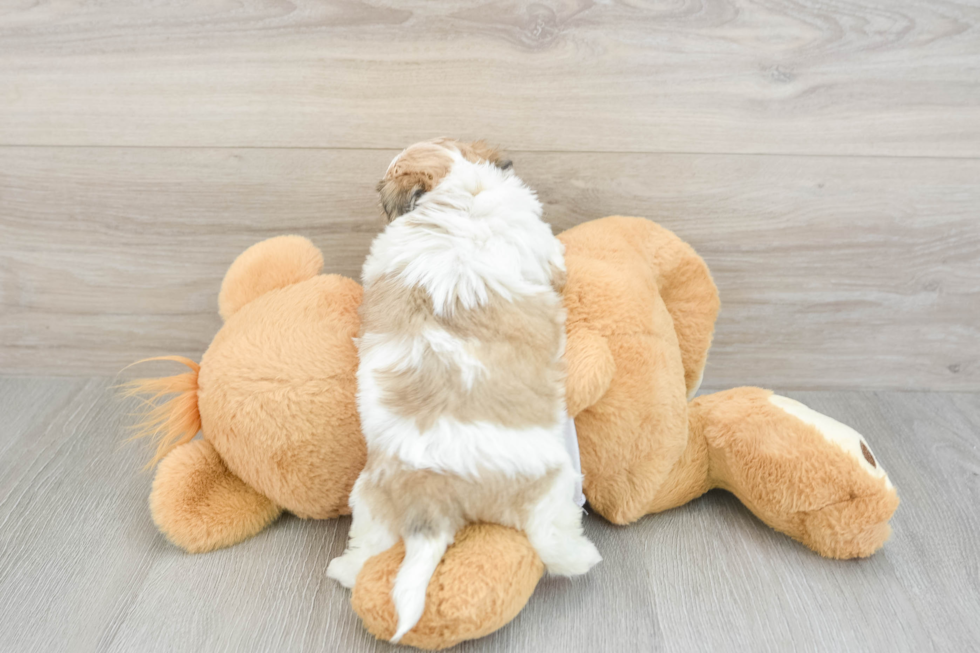 Popular Teddy Bear Designer Pup
