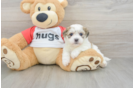 Best Teddy Bear Baby