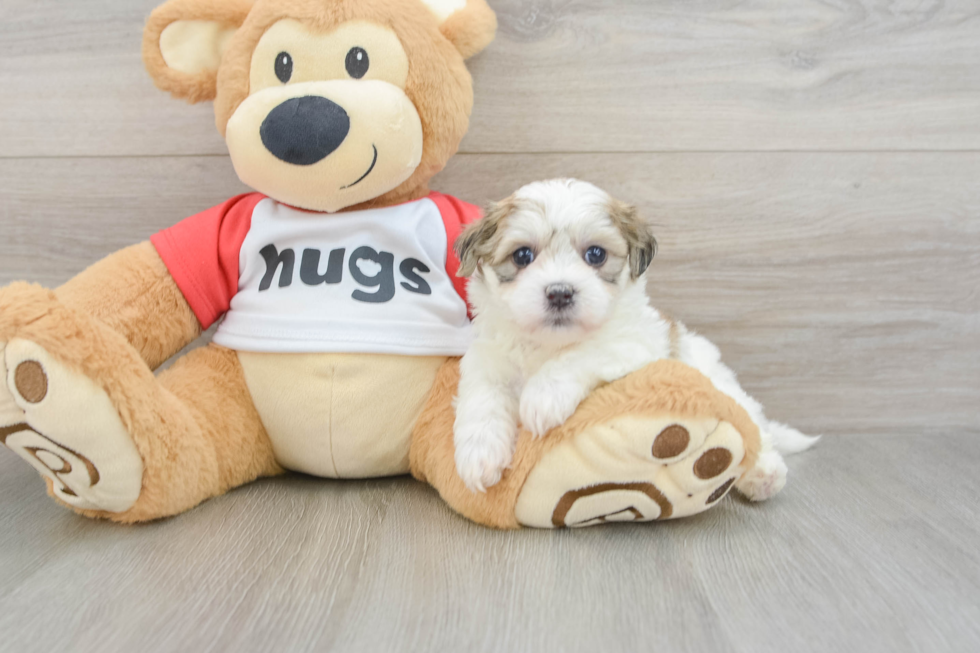 Best Teddy Bear Baby