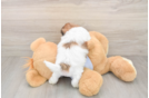 Playful Shi Chon Designer Puppy