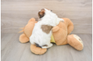 Teddy Bear Puppy for Adoption