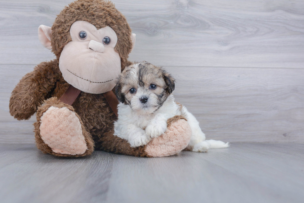 Little Shichon Designer Puppy