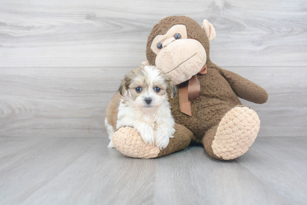 Popular Teddy Bear Designer Pup