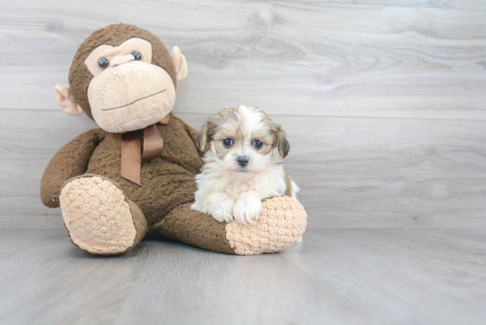 Teddy Bear Pup Being Cute