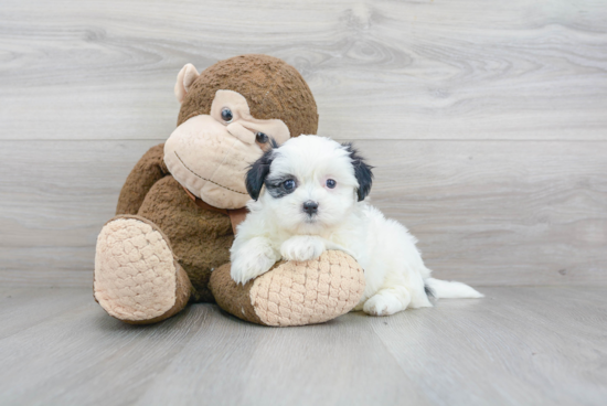 Smart Teddy Bear Designer Pup