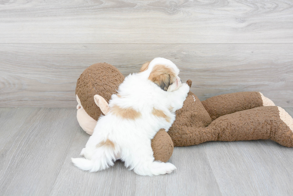 Petite Teddy Bear Designer Pup