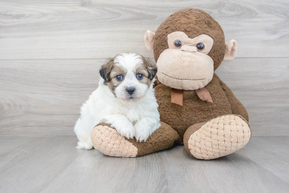 Teddy Bear Pup Being Cute