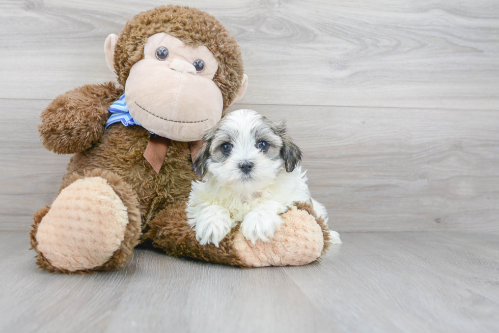 Teddy Bear Pup Being Cute