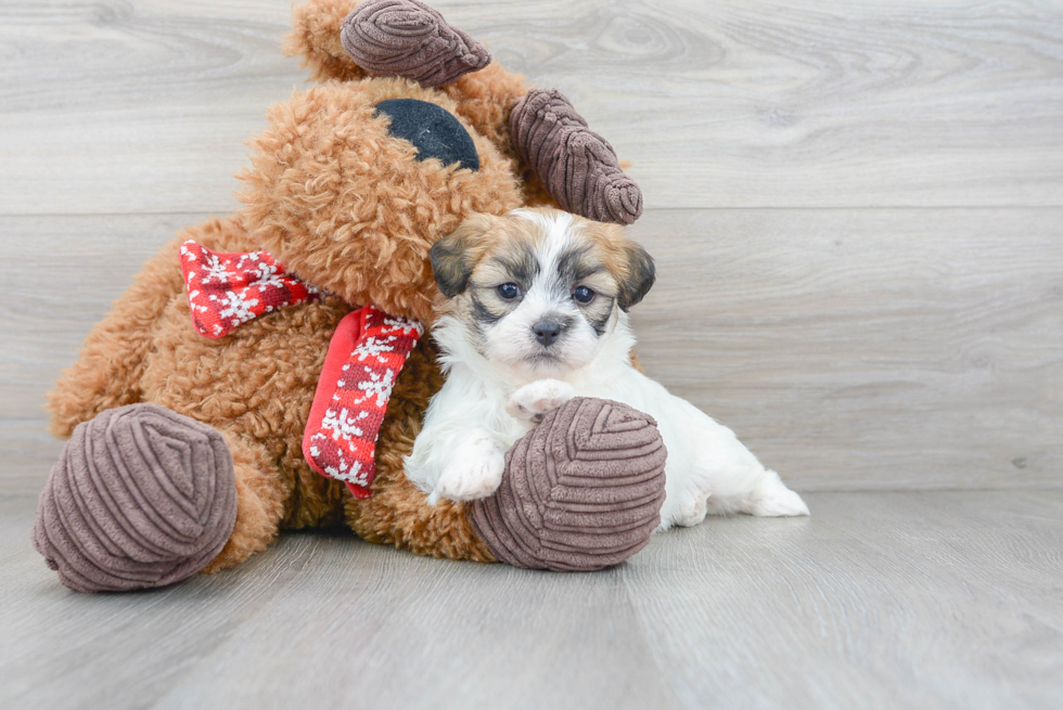 Teddy Bear Pup Being Cute