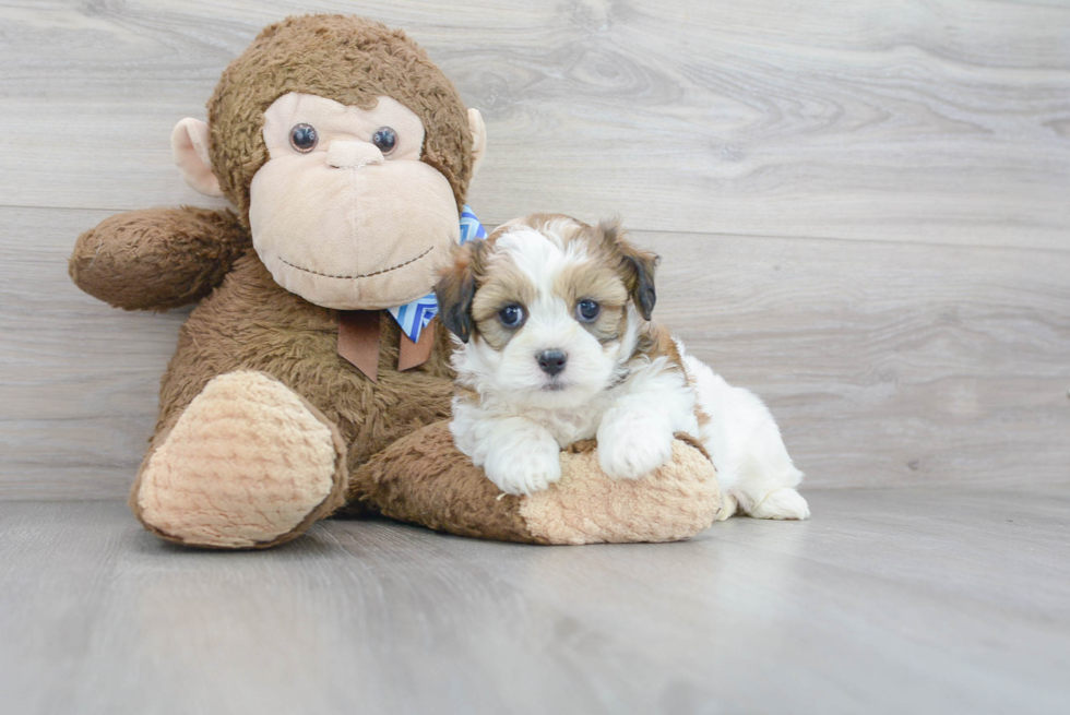 Popular Teddy Bear Designer Pup