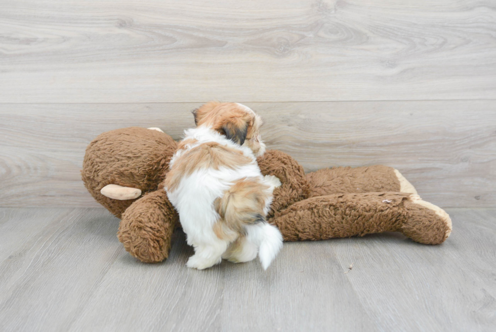 Teddy Bear Pup Being Cute