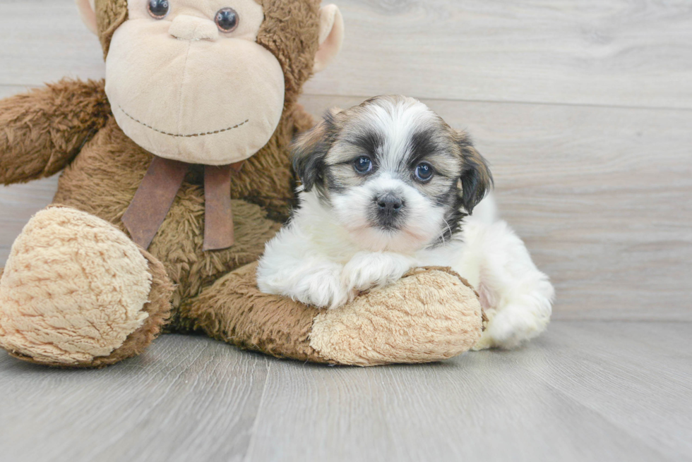 Popular Teddy Bear Designer Pup