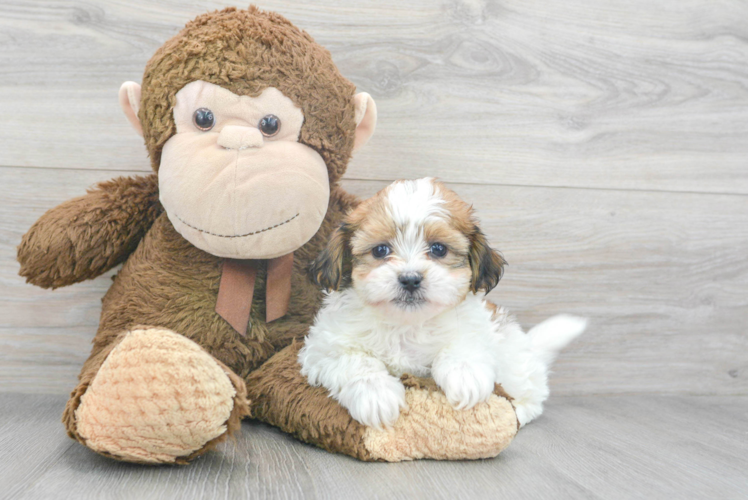 Teddy Bear Pup Being Cute