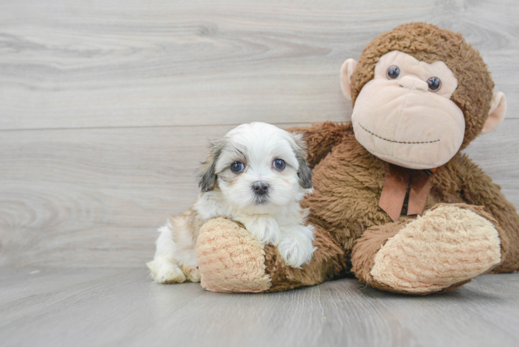 Teddy Bear Pup Being Cute