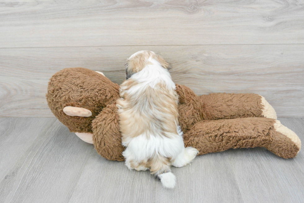 Funny Teddy Bear Designer Pup