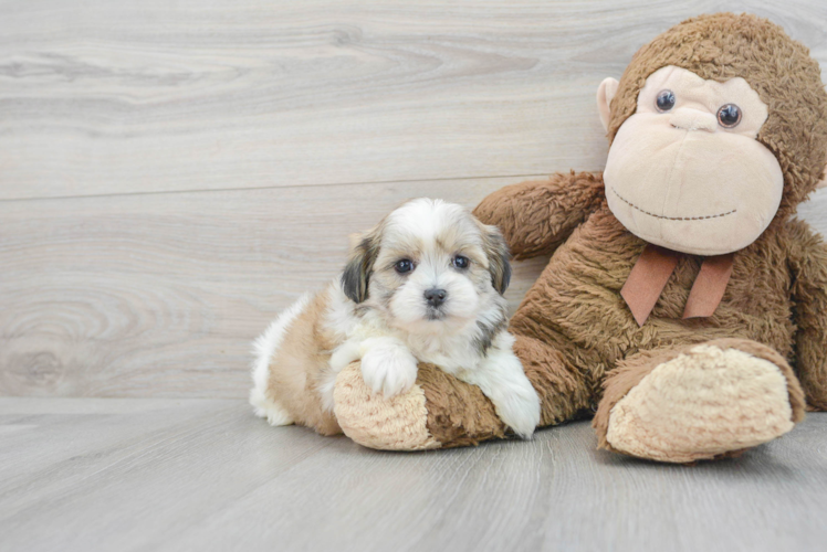 Teddy Bear Puppy for Adoption