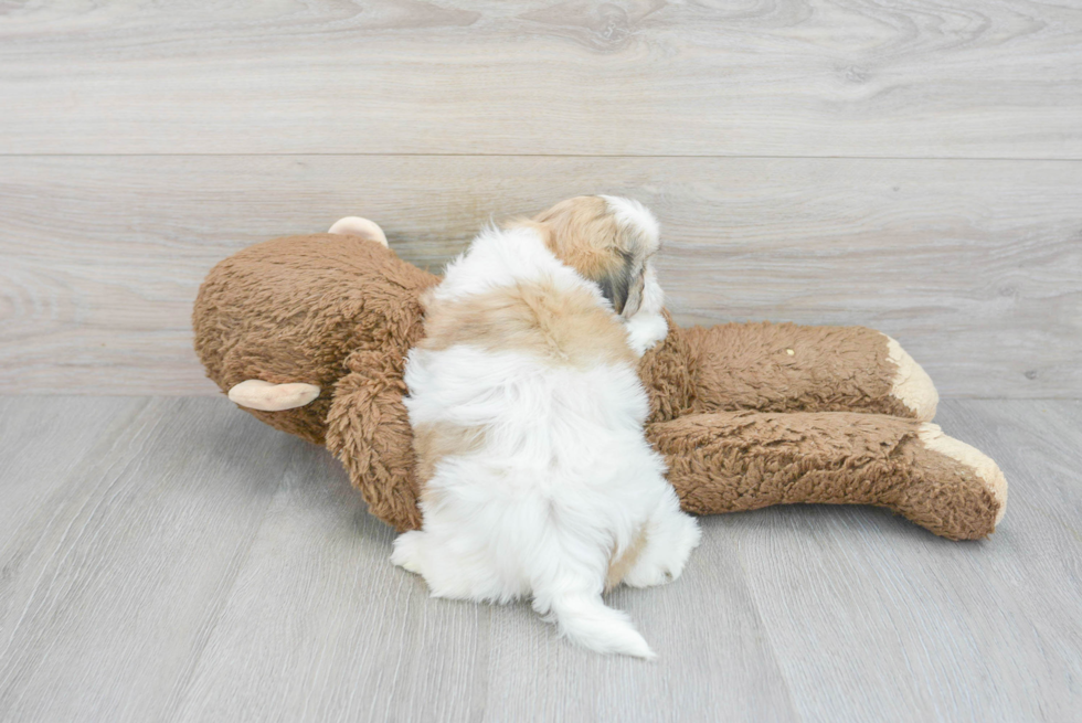 Adorable Shi Chon Designer Puppy