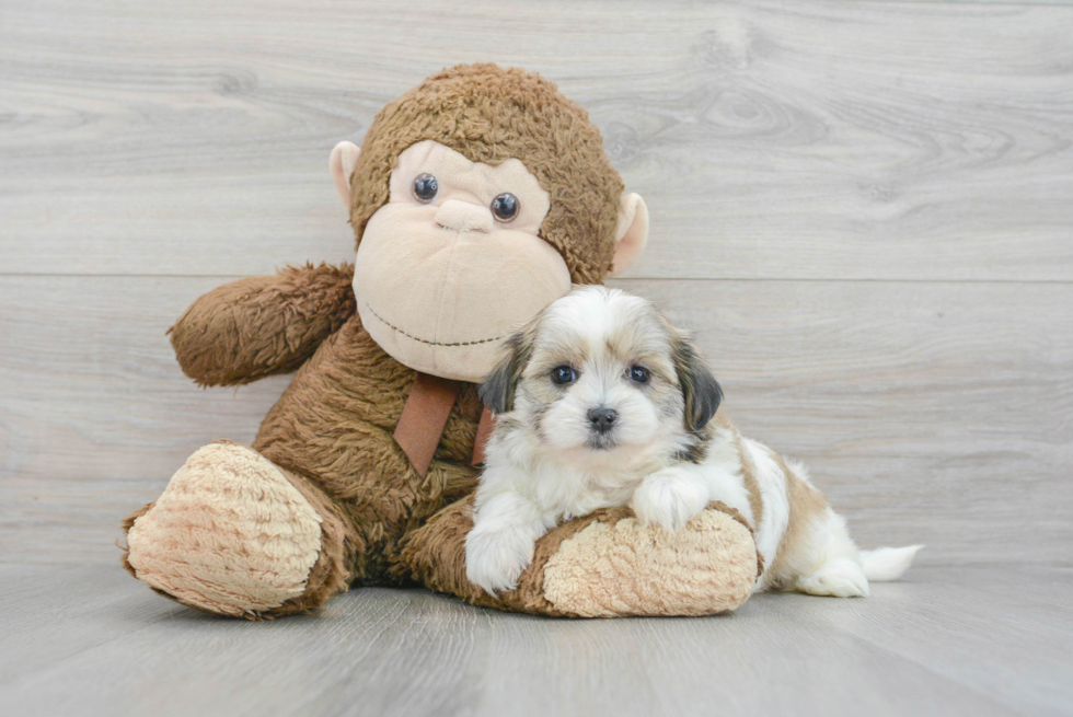 Teddy Bear Pup Being Cute