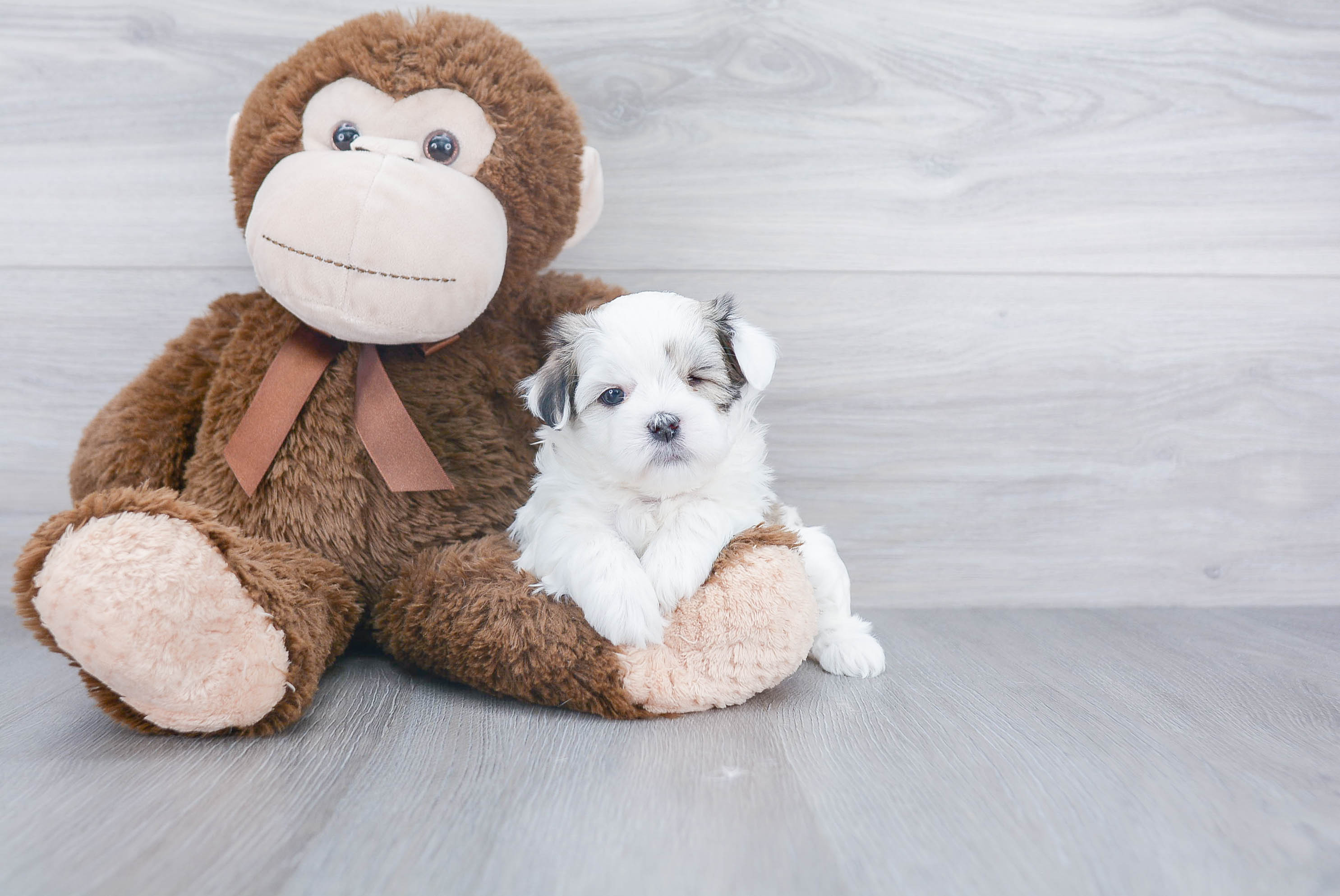 Little Shit Designer Puppy