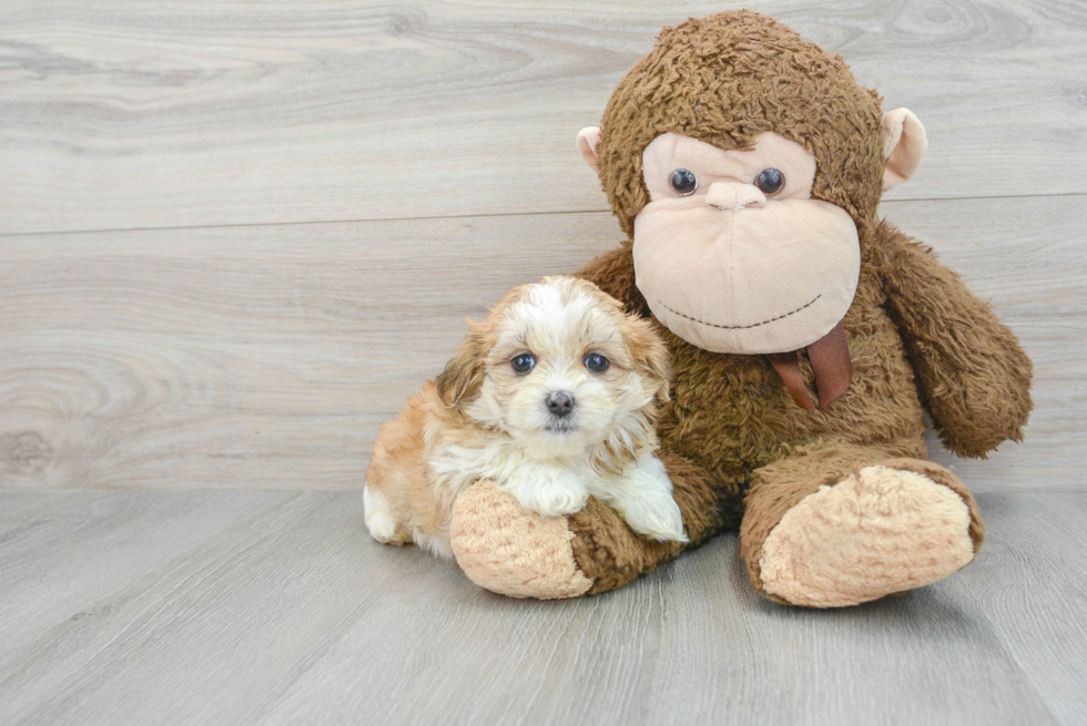 Teddy Bear Pup Being Cute