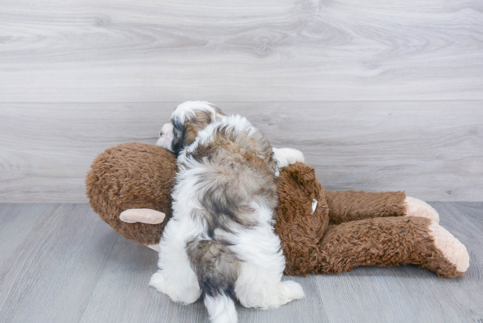 Fluffy Teddy Bear Designer Pup